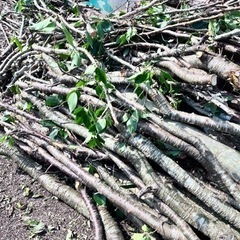 桜の枝　枝薪　広葉樹　焚火