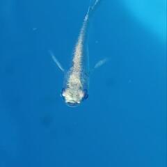 プラチナ星河リアルロングフィン　メダカの画像