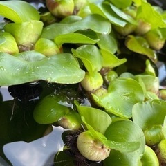 受付一旦停止。水草の画像