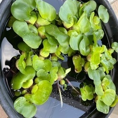 受付一旦停止。水草