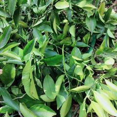 柑橘類の葉と枝　(今朝剪定済み)　無農薬です。※甘夏でしょうか？