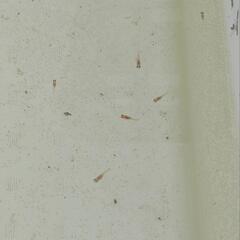 メダカ【レッドクリフ紅白】稚魚６匹の画像