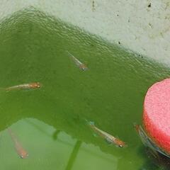 メダカ【レッドクリフ紅白】稚魚６匹の画像