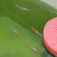 メダカ【レッドクリフ紅白】稚魚６匹