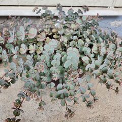 多肉植物各種