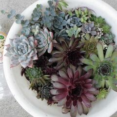 地植え用　多肉植物　