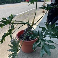 観葉植物　セローム　大サイズ 1株
