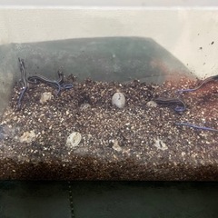 中古の情報でも構いません 爬虫類 ケージ エキゾテラ  4350...