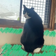 大きいまるちゃん − 熊本県