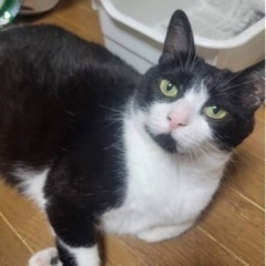 大きいまるちゃん