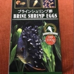 【売約済】②稚魚初出品・アピスト カカトゥオイデスの画像