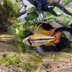 【売約済】②稚魚初出品・アピスト カカトゥオイデス