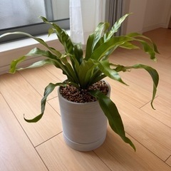 【観葉植物】アスプレニウム・エメラルドウェーブ
