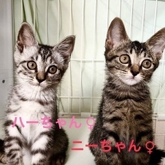 可愛い姉妹子猫