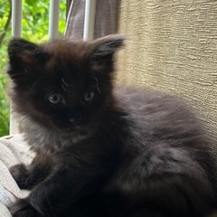 保護した子猫です。