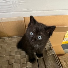 保護した子猫です（男の子）