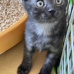 3ヶ月　保護猫　ブラックスモーク　里親さん決定しました