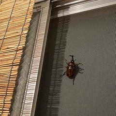 カブトムシの幼虫25匹売りますの画像