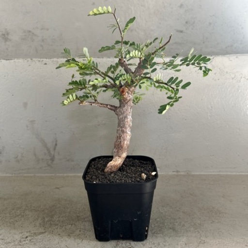 センナ　メリディオナリス　実生