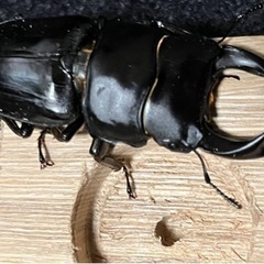 愛知　祖父江産　オオクワガタ　新成虫ペア