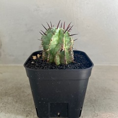 ユーフォルビア   ホリダ　実生