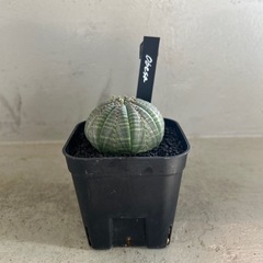 ユーフォルビア   オベサ