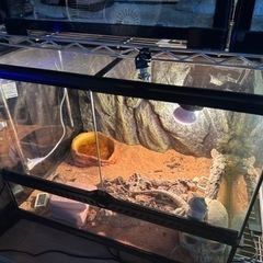 爬虫類ケージ 60×45