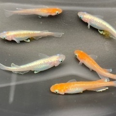 完売！ダイアナ妃　10匹ワンセット　メダカ　めだか　睡蓮　スイレン　ビオトープの画像