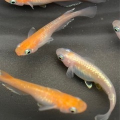 完売！ダイアナ妃　10匹ワンセット　メダカ　めだか　睡蓮　スイレ...