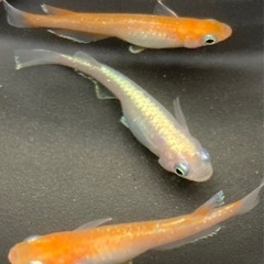 完売！ダイアナ妃　10匹ワンセット　メダカ　めだか　睡蓮　スイレン　ビオトープの画像