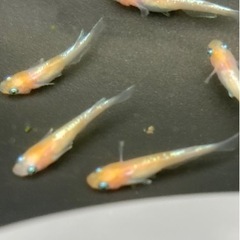 完売！ダイアナ妃　10匹ワンセット　メダカ　めだか　睡蓮　スイレン　ビオトープの画像