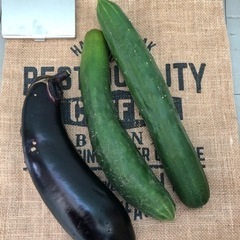 無農薬野菜　なすび&きゅうり2本(おまけ付き)