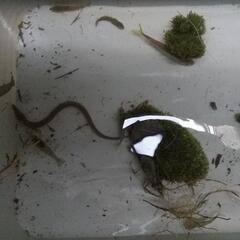 近所の川で捕獲