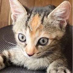 生後１ヶ月半　個性的な柄の子猫さん