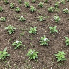 単発【7/10(月)～7/14(金)】花壇への植込み･土入れ作業...