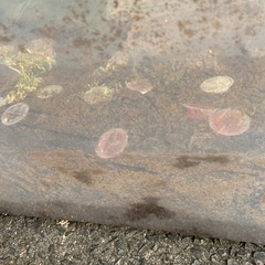 カブトムシあげます！の画像