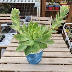 (お話し中)大きな多肉植物ゴールデングロー