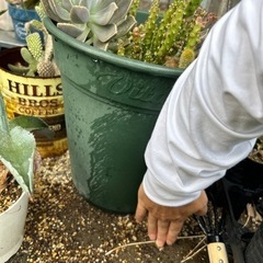観葉植物　多肉植物の画像