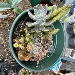 観葉植物　多肉植物の画像