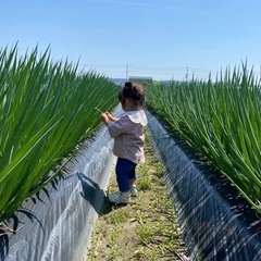 九条ネギ収穫のお仕事の画像