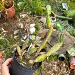 ウチワサボテン　観葉植物　サボテン