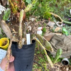 ウチワサボテン　観葉植物　サボテンの画像