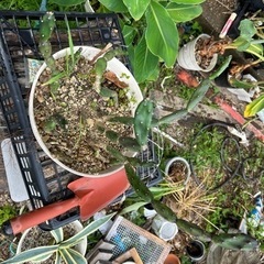 ウチワサボテン　観葉植物　2 サボテン