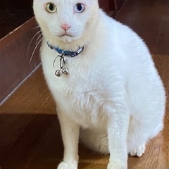 人懐っこい男の子