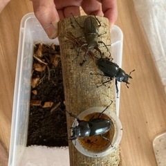 ミヤマクワガタオス1、メス2