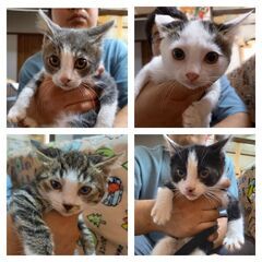 ★里親様✨募集致します★星置子猫4匹