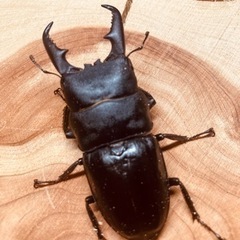 本土ヒラタクワガタペア