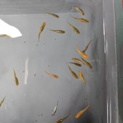 めだか　メダカ　サファイア　夜桜　スーパーゴールド