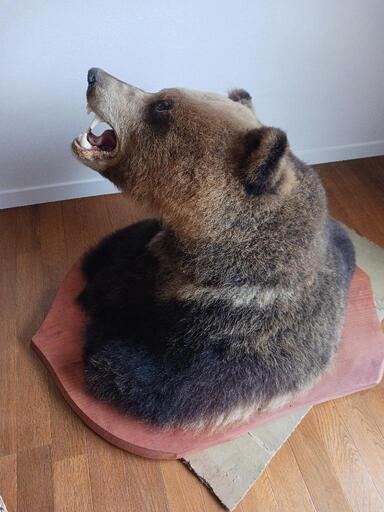 壁掛ヒグマの剥製