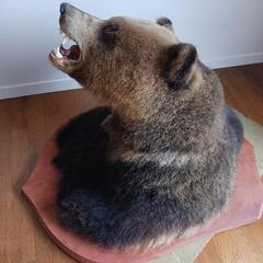 壁掛ヒグマの剥製